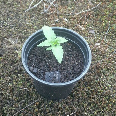 Gorilla Glue #5 growlog timeline photo