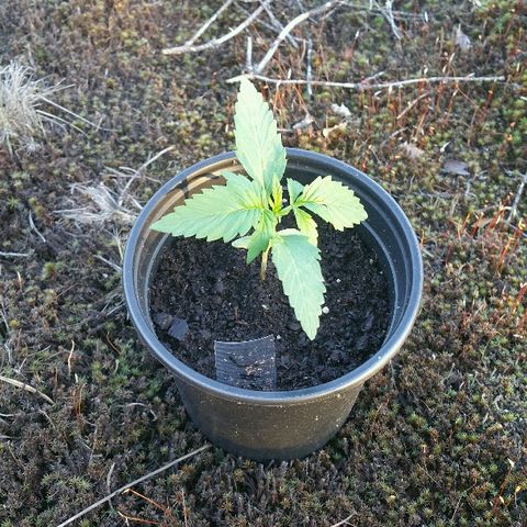 Gorilla Glue #5 growlog timeline photo