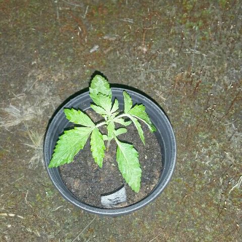 Gorilla Glue #5 growlog timeline photo