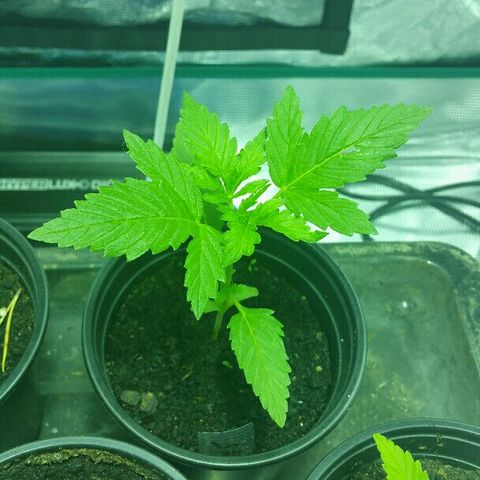 Gorilla Glue #5 growlog timeline photo