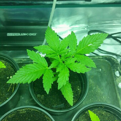 Gorilla Glue #5 growlog timeline photo
