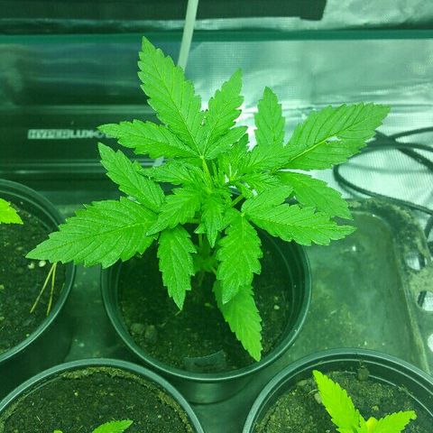 Gorilla Glue #5 growlog timeline photo