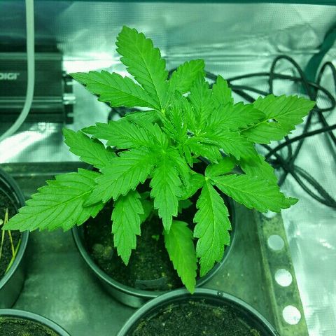 Gorilla Glue #5 growlog timeline photo