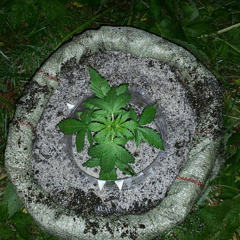 Gorilla Glue #5 growlog timeline photo