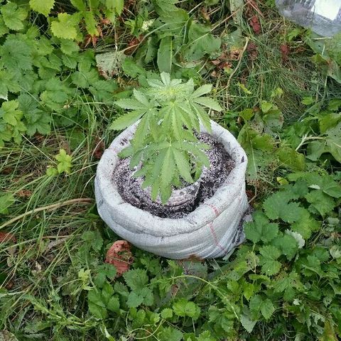 Gorilla Glue #5 growlog timeline photo