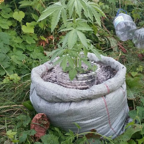 Gorilla Glue #5 growlog timeline photo