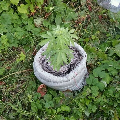 Gorilla Glue #5 growlog timeline photo