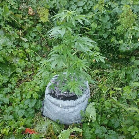Gorilla Glue #5 growlog timeline photo