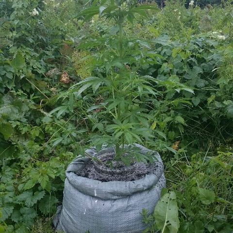 Gorilla Glue #5 growlog timeline photo