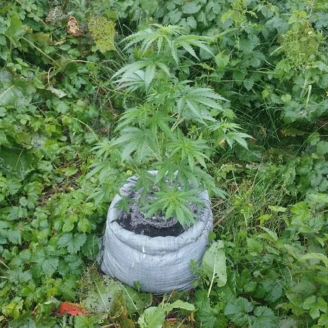 Gorilla Glue #5 growlog timeline photo