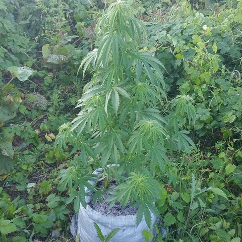 Gorilla Glue #5 growlog timeline photo