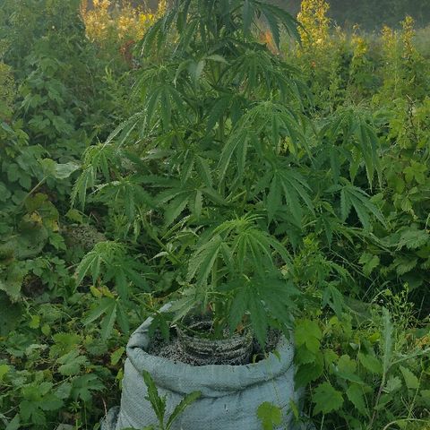 Gorilla Glue #5 growlog timeline photo