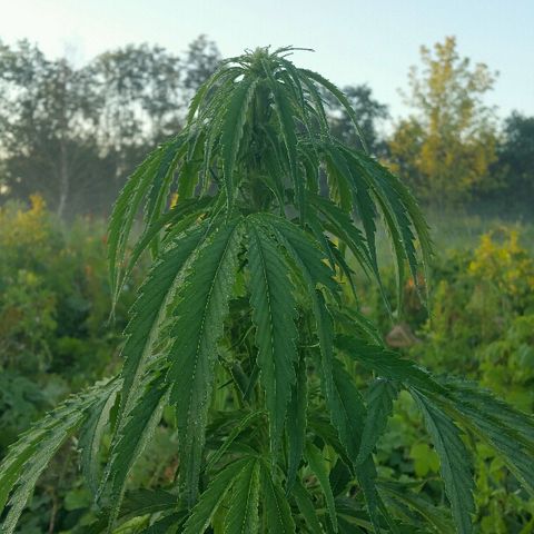 Gorilla Glue #5 growlog timeline photo