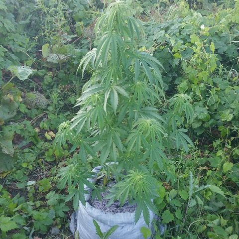 Gorilla Glue #5 growlog timeline photo