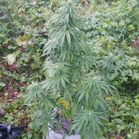 Gorilla Glue #5 growlog timeline photo