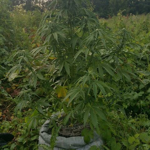Gorilla Glue #5 growlog timeline photo