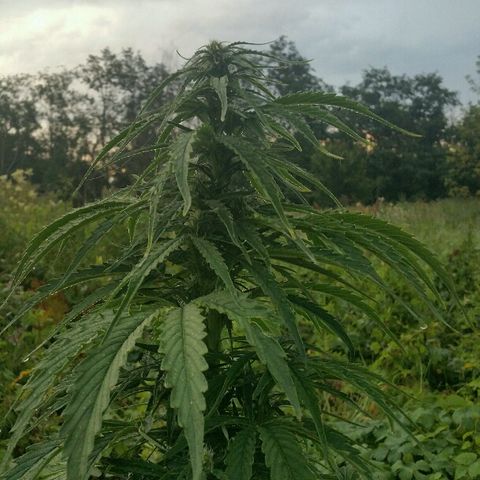 Gorilla Glue #5 growlog timeline photo