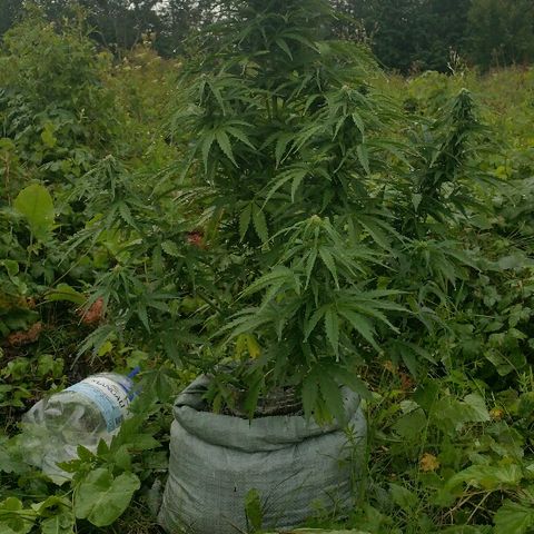 Gorilla Glue #5 growlog timeline photo