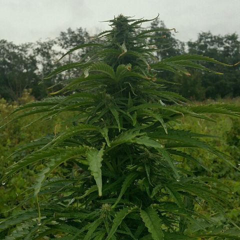 Gorilla Glue #5 growlog timeline photo