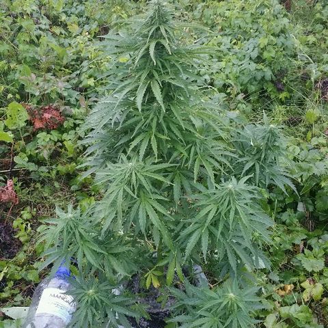 Gorilla Glue #5 growlog timeline photo