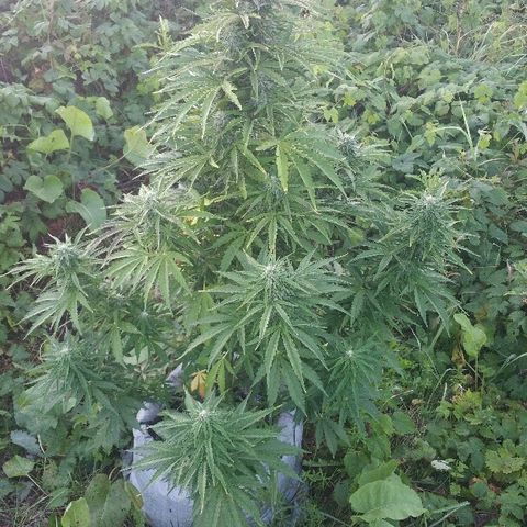 Gorilla Glue #5 growlog timeline photo