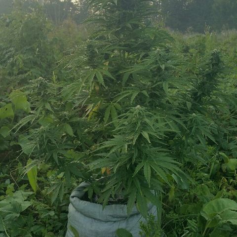 Gorilla Glue #5 growlog timeline photo