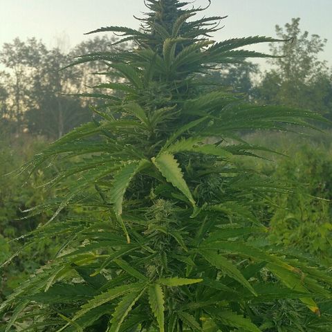 Gorilla Glue #5 growlog timeline photo