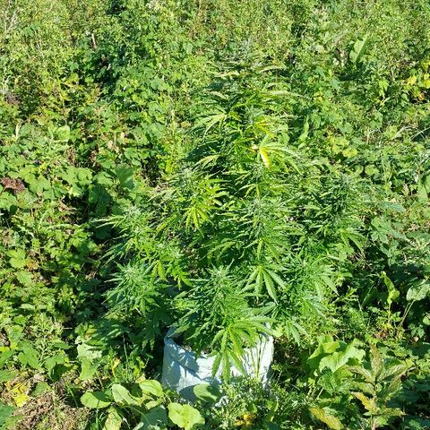 Gorilla Glue #5 growlog timeline photo