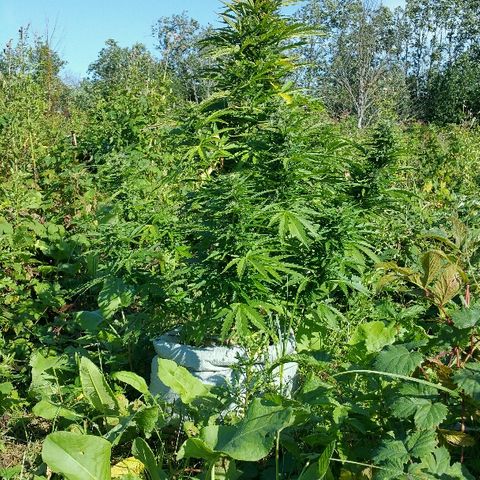 Gorilla Glue #5 growlog timeline photo
