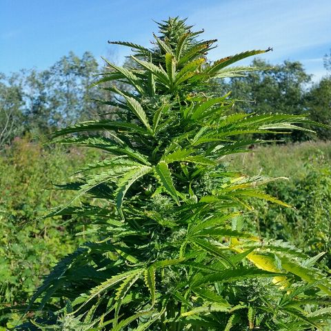 Gorilla Glue #5 growlog timeline photo