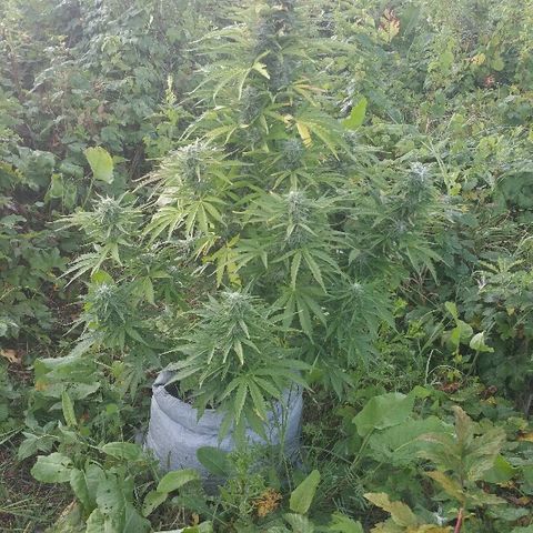 Gorilla Glue #5 growlog timeline photo