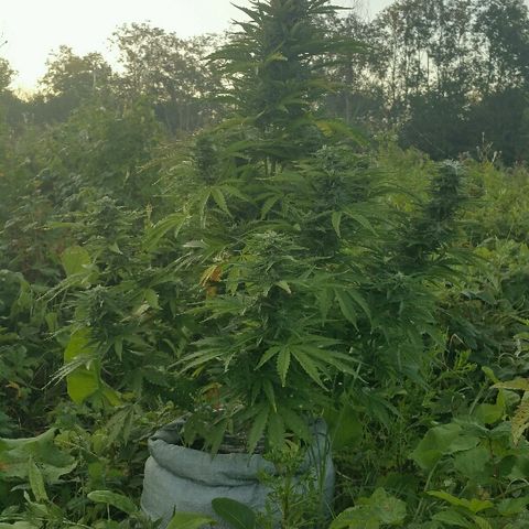 Gorilla Glue #5 growlog timeline photo
