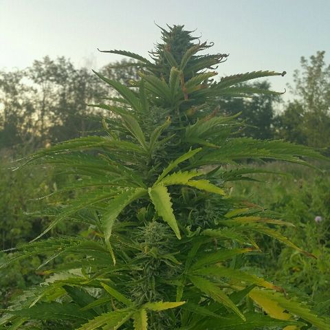Gorilla Glue #5 growlog timeline photo