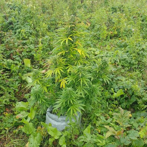 Gorilla Glue #5 growlog timeline photo