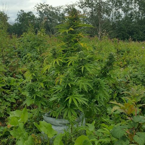 Gorilla Glue #5 growlog timeline photo