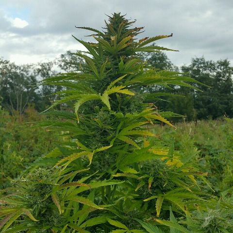 Gorilla Glue #5 growlog timeline photo