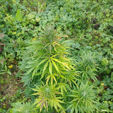 Gorilla Glue #5 growlog timeline photo