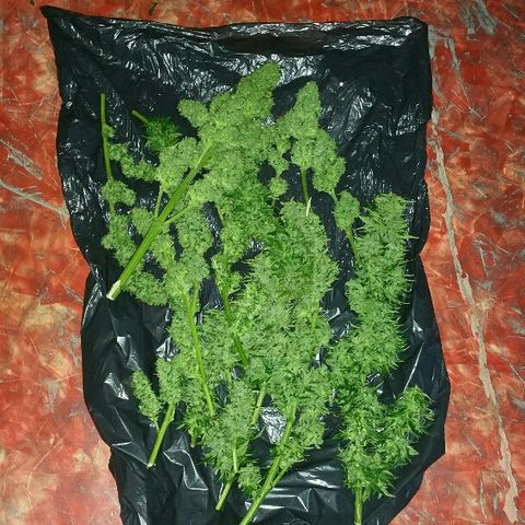 Gorilla Glue #5 growlog timeline photo