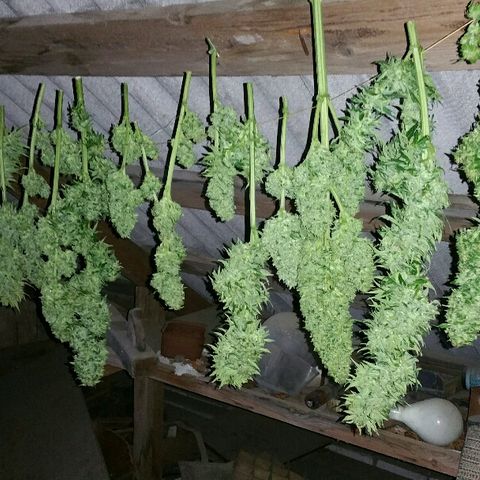 Gorilla Glue #5 growlog timeline photo