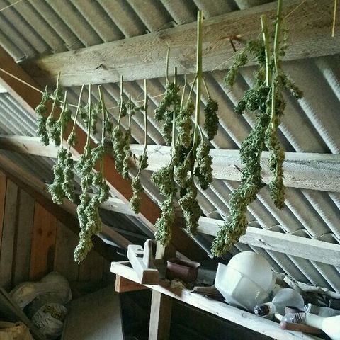 Gorilla Glue #5 growlog timeline photo