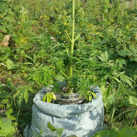 Gorilla Glue #5 growlog timeline photo