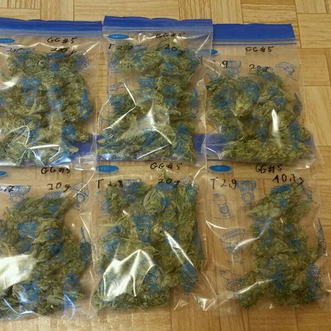 Gorilla Glue #5 growlog timeline photo