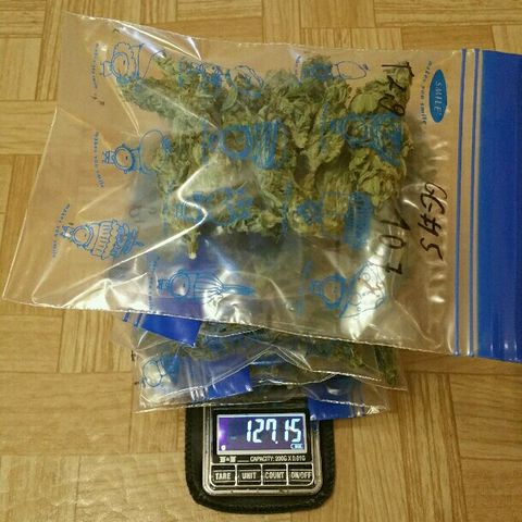 Gorilla Glue #5 growlog timeline photo