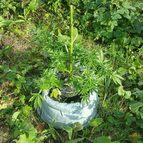Gorilla Glue #5 growlog timeline photo