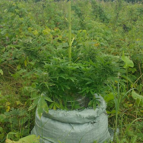 Gorilla Glue #5 growlog timeline photo