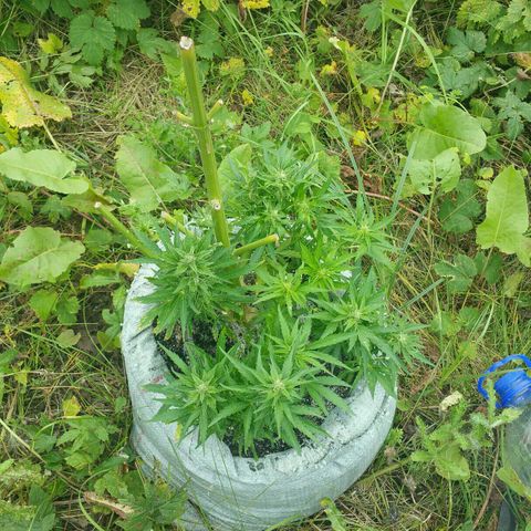 Gorilla Glue #5 growlog timeline photo