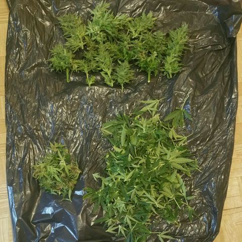 Gorilla Glue #5 growlog timeline photo