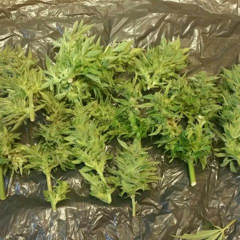 Gorilla Glue #5 growlog timeline photo