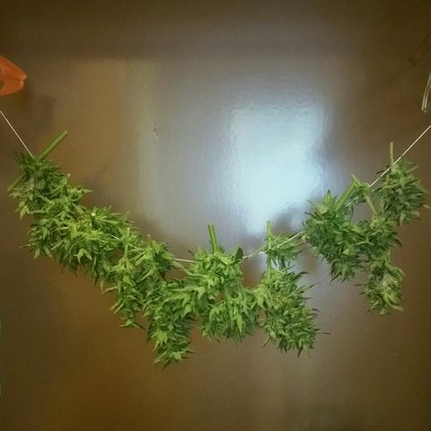 Gorilla Glue #5 growlog timeline photo