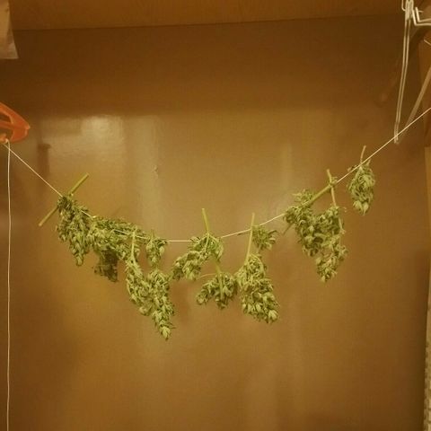 Gorilla Glue #5 growlog timeline photo